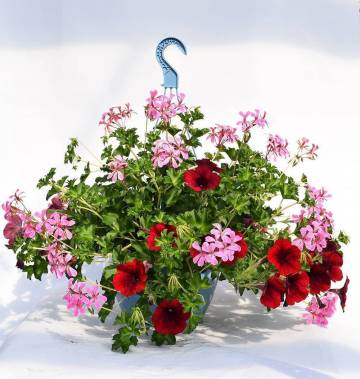 Géranium Fleurs Lisch