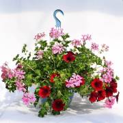 Géranium Fleurs Lisch