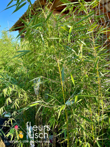 photinia, haie, pépinière
