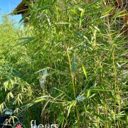 photinia, haie, pépinière