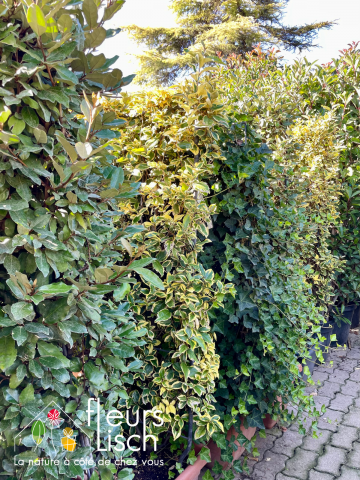 photinia, haie, pépinière