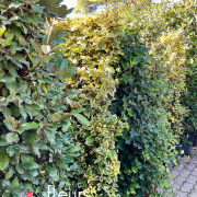 photinia, haie, pépinière