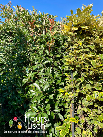 photinia, haie, pépinière