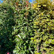 photinia, haie, pépinière
