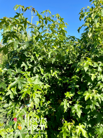 photinia, haie, pépinière