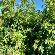 photinia, haie, pépinière