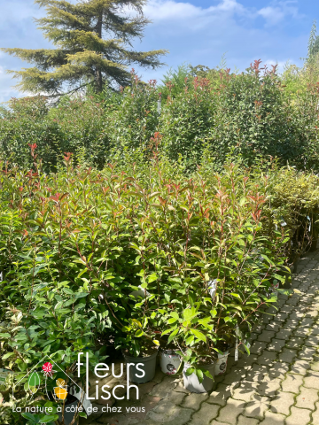 photinia, haie, pépinière