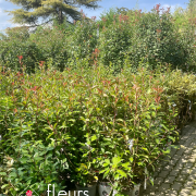 photinia, haie, pépinière
