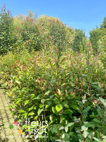 photinia, haie, pépinière