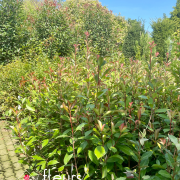 photinia, haie, pépinière