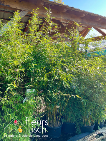 photinia, haie, pépinière