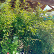 photinia, haie, pépinière