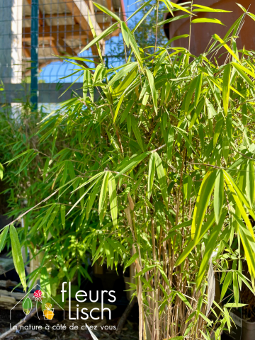photinia, haie, pépinière