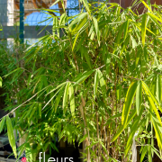 photinia, haie, pépinière