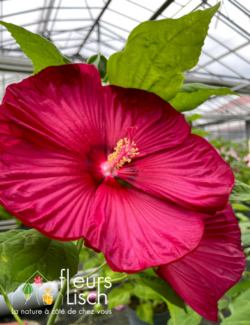 Hibiscus des marais