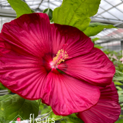 Hibiscus des marais