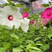 Hibiscus des marais