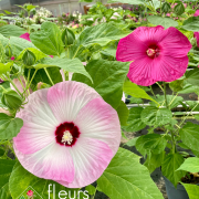 Hibiscus des marais