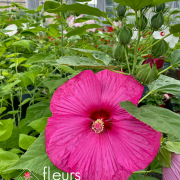 Hibiscus des marais