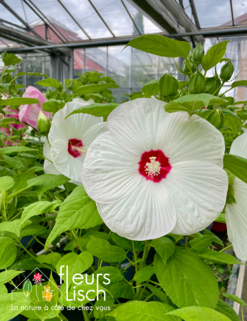Hibiscus des marais