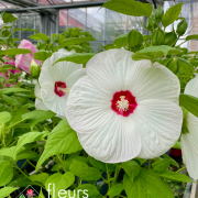 Hibiscus des marais