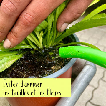 Les conseils Lisch contre la chaleur