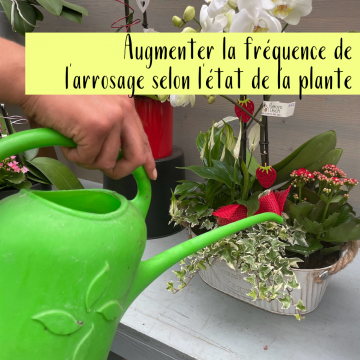 Les conseils Lisch contre la chaleur