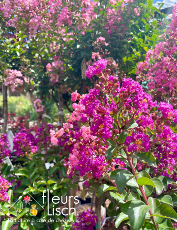 Lilas des indes