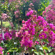Lilas des indes