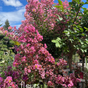 Lilas des indes