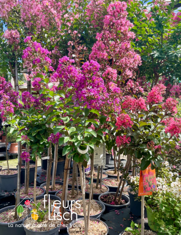 Lilas des indes