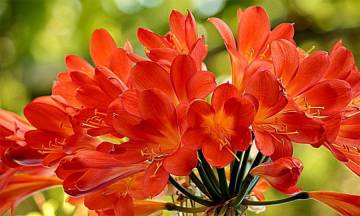 plantes méditerranéennes