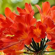 plantes méditerranéennes