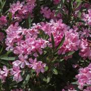 plantes méditerranéennes