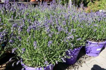 plantes méditerranéennes