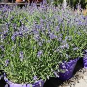 plantes méditerranéennes