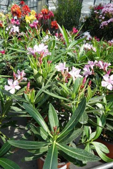 plantes méditerranéennes