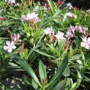 plantes méditerranéennes