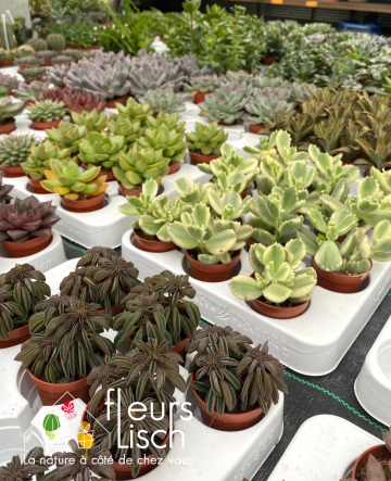 Mini plantes grasses