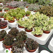 Mini plantes grasses