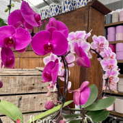 orchidées