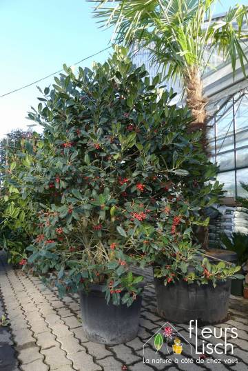 arbustes et arbre d'ornement