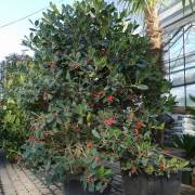 arbustes et arbre d'ornement