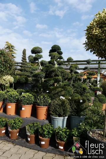 Ilex, buis, arbustes et arbre d'ornement