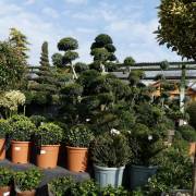 Ilex, buis, arbustes et arbre d'ornement