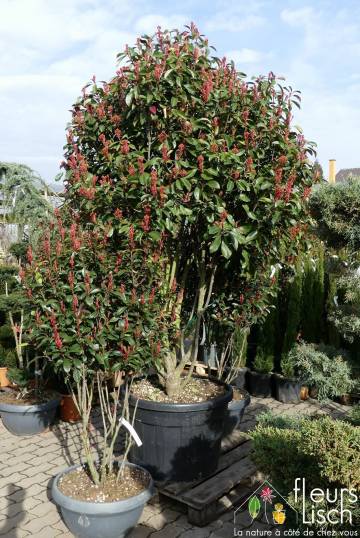 arbustes et arbre d'ornement