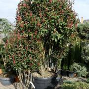 arbustes et arbre d'ornement