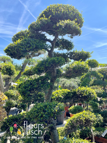 arbustes et arbre d'ornement