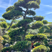 arbustes et arbre d'ornement