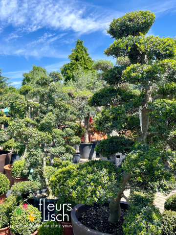 arbustes et arbre d'ornement